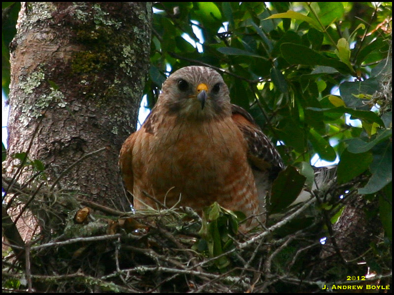 Red-shouldered Hawk
