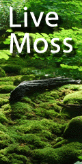 Live Moss for Sale