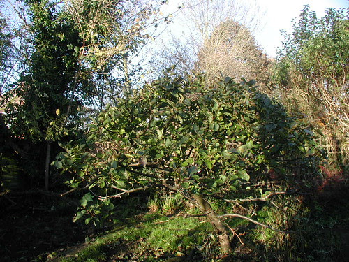 Winter foliage