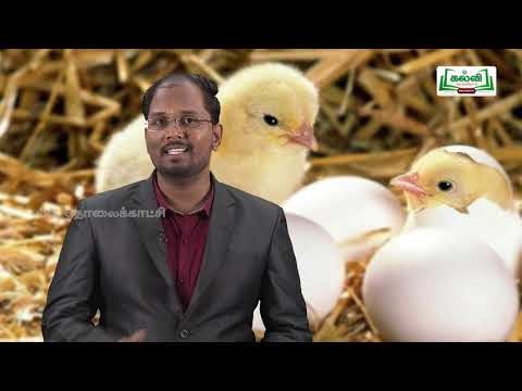 12th Bio Zoology Reproductive Health Part 2 Kalvi TV