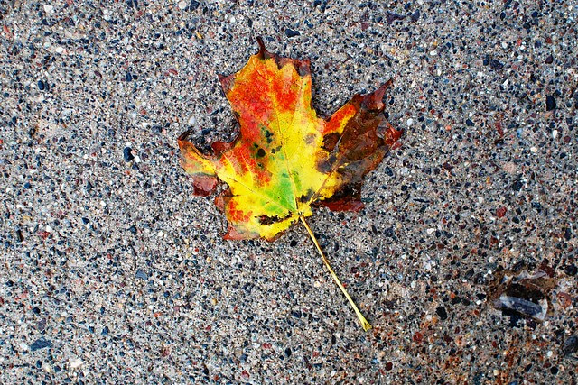 A leaf on wet ground.