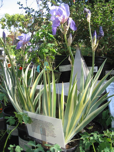 Iris pallida Variegata