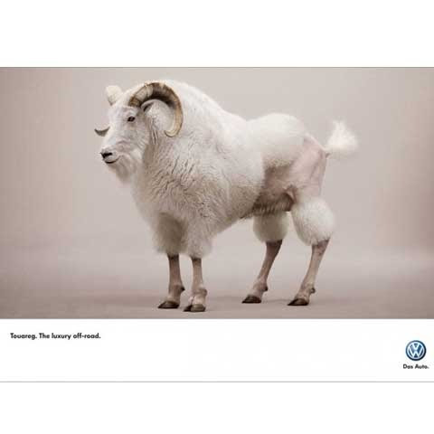 goat-advertisment goat-advertisment