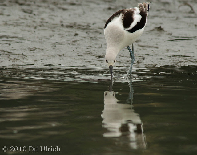 Avocet, reflected -- Pat Ulrich Wildlife and Nature Photography