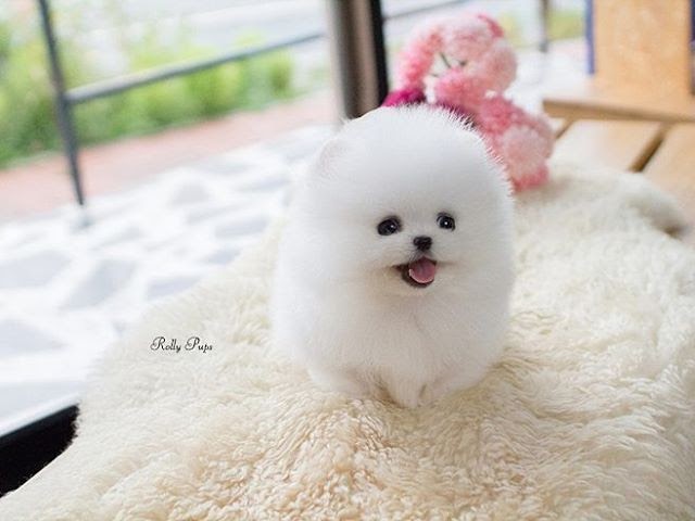 Much Does A Pomeranian Dog Cost In India