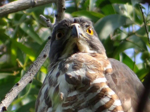 鳳頭蒼鷹/無限台南