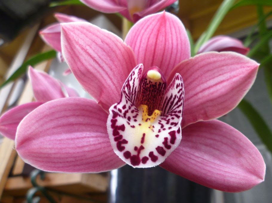 Bungaku Bunga Anggrek Cymbidium Bungaku Bunga Anggrek Cymbidium