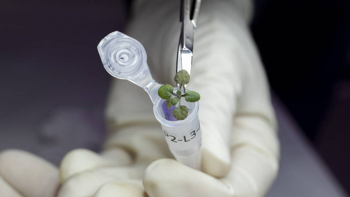 Scientists Grow Plants in Moon Soil for the First Time