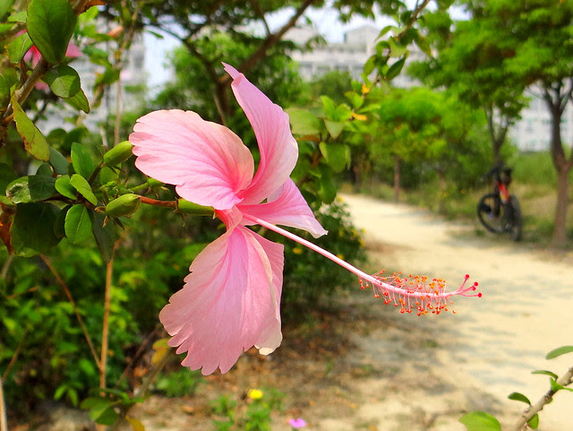 扶桑花/無限台南