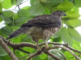 鳳頭蒼鷹/無限台南