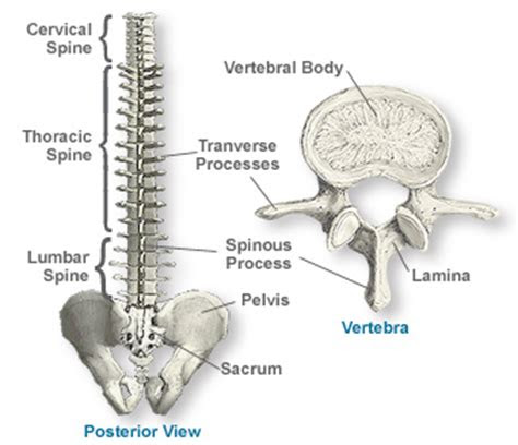 anatomy   spine southern california orthopedic