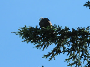 154EAGLE