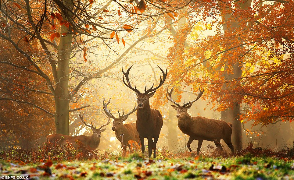 Stags rutting in the autumn: Photographed by Alex Saberi
