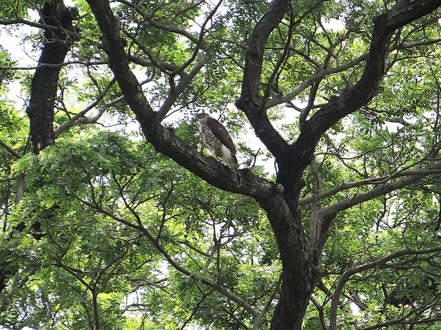 鳳頭蒼鷹/無限台南