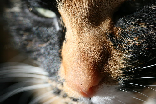 those eyes...