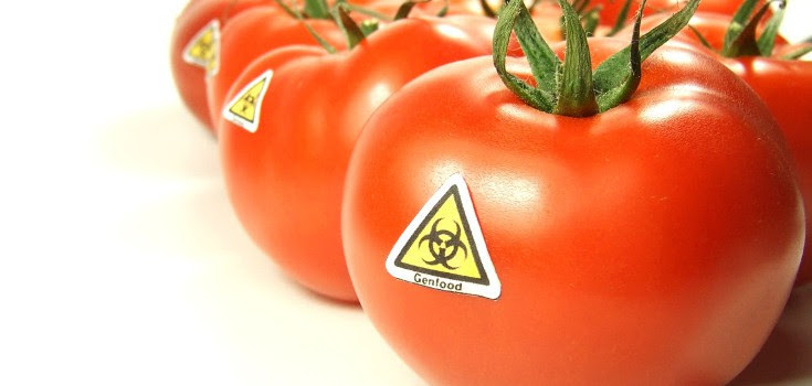 gmo_tomatoes_toxic_735_460