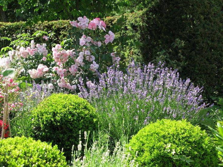 For front garden: Boxwood, lavender and roses from Modern Country Garden Combos: Lavender And Topiary
