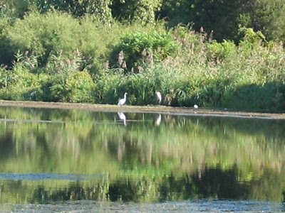 Great Blue and Friend