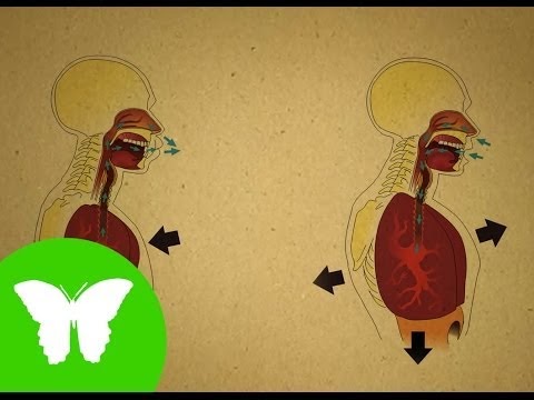 Aprenent Sota El Teix Biologia Pmar Y Bat El Aparato Respiratorio
