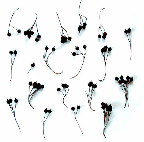 black berries (seed pods)