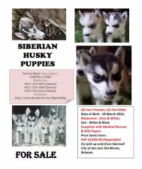 Cute Siberian Husky Puppies Price In Philippines L2sanpiero