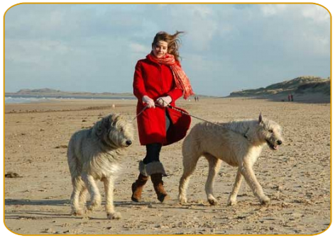 The right dog for you? - THE IRISH WOLFHOUND CLUB