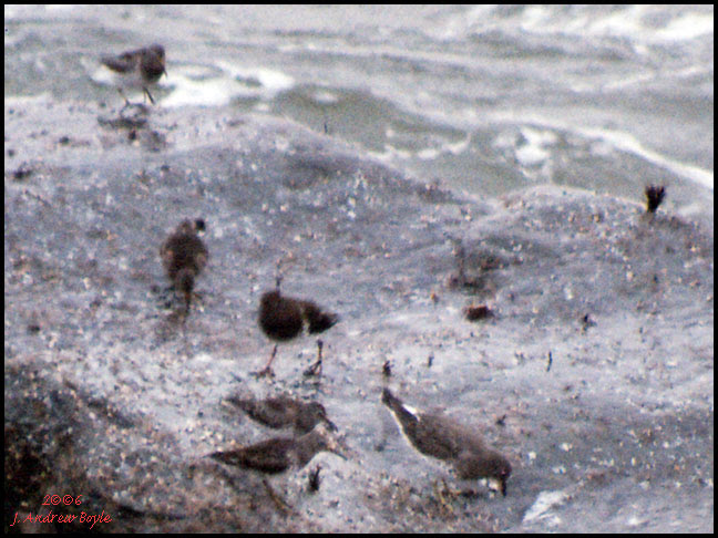 Jetty Birds
