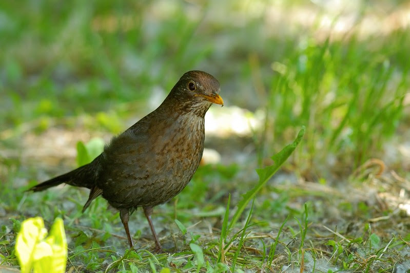 Merlo - Turdus merula