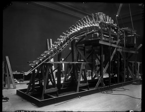 Apatosaurus (Brontosaurus) skeleton