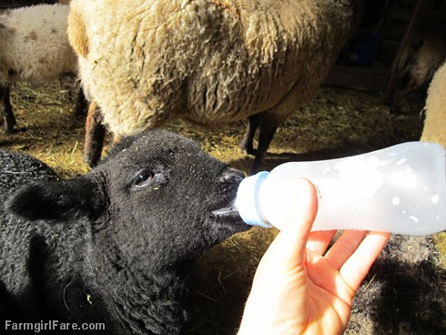 All in a day (1) - Feeding one of my two bottle lambs - FarmgirlFare.com