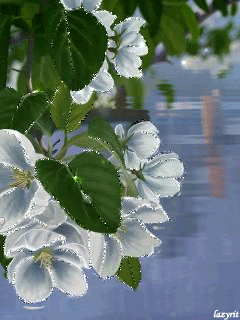Цветы над водой