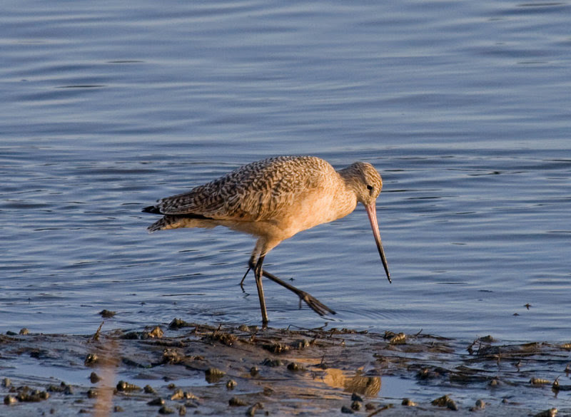 Marbled Godwit Marbled Godwit