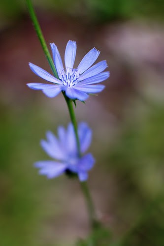 Chicory by dcclark