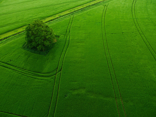 Champ de blé à Fontenailles (Calvados-FR)
