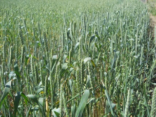 2012 Wheat Crop Wheat Heads in April