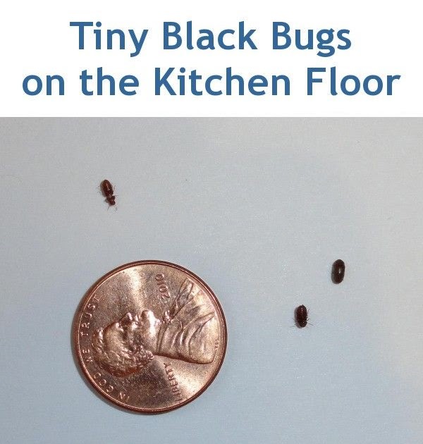 How To Get Rid Of Cockroaches In Kitchen Cabinets