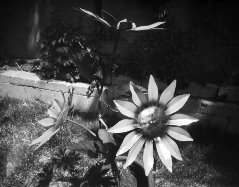 Sunflower002a