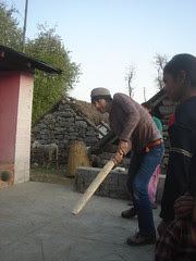cricket