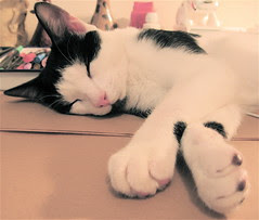 almost asleep next to my laptop