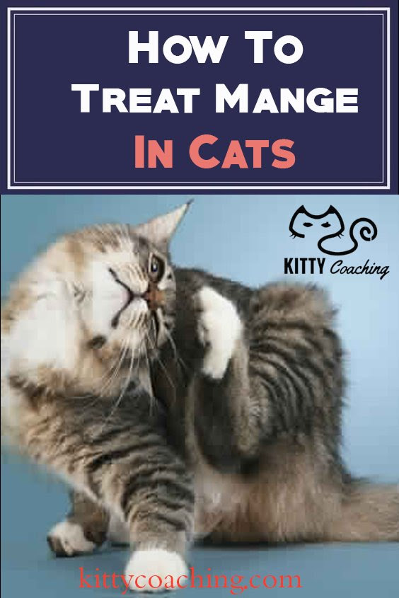 25 Awesome How To Cure Mange In Cats At Home - Demodectic Mange