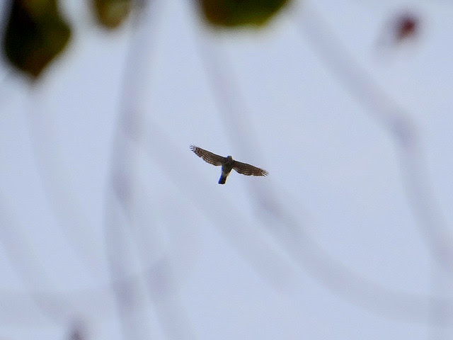 鳳頭蒼鷹/無限台南