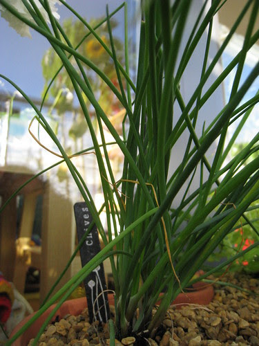 Chives