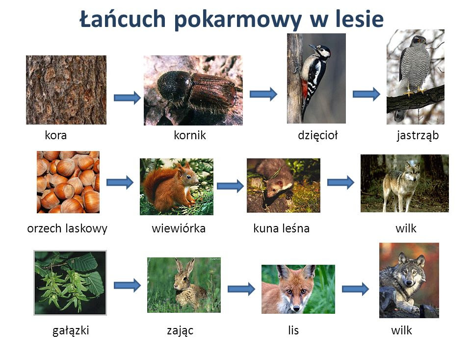 Sieć Pokarmowa Przykłady Materiały dla uczniów: Zależności między organizmami.