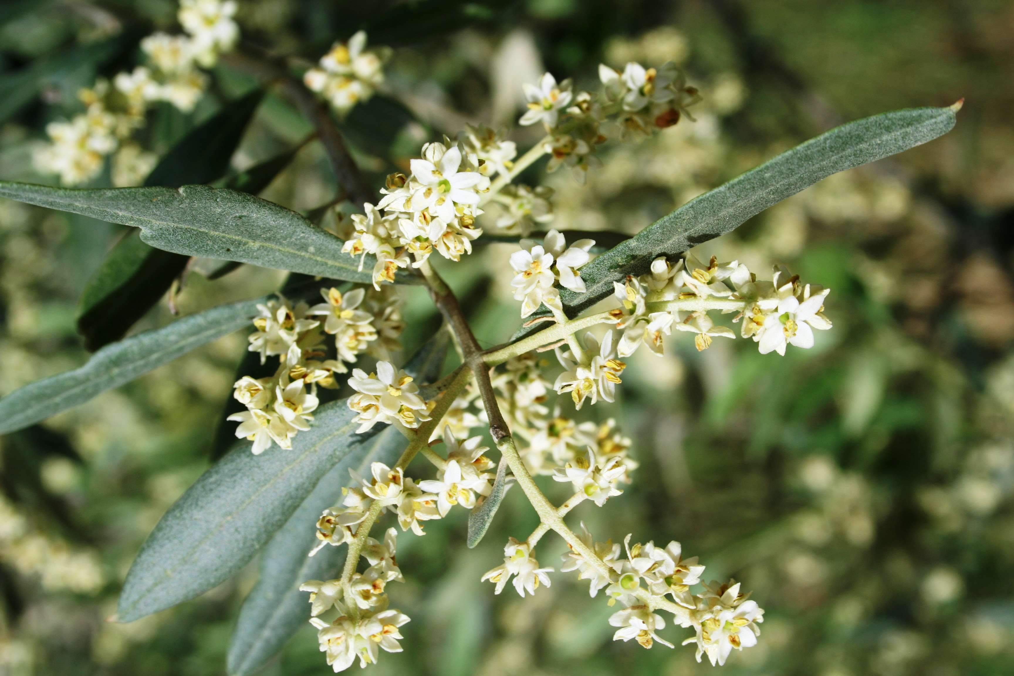 flowering olive tree