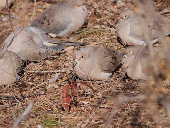 Ed Gaillard: birds &emdash; Mourning Doves, Hudson River Park