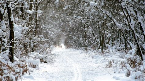 Winterwald Hintergrundbild 1920x1080 HD Kostenlose Winterwald Hintergrundbild 1920x1080 HD Kostenlose