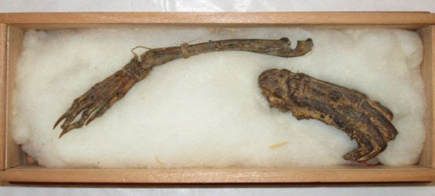 Proof? Mummified remains (pictured) purporting to be from the Kappa - a scaly green water demon said to be around the same size as a child - are going on show in Japan