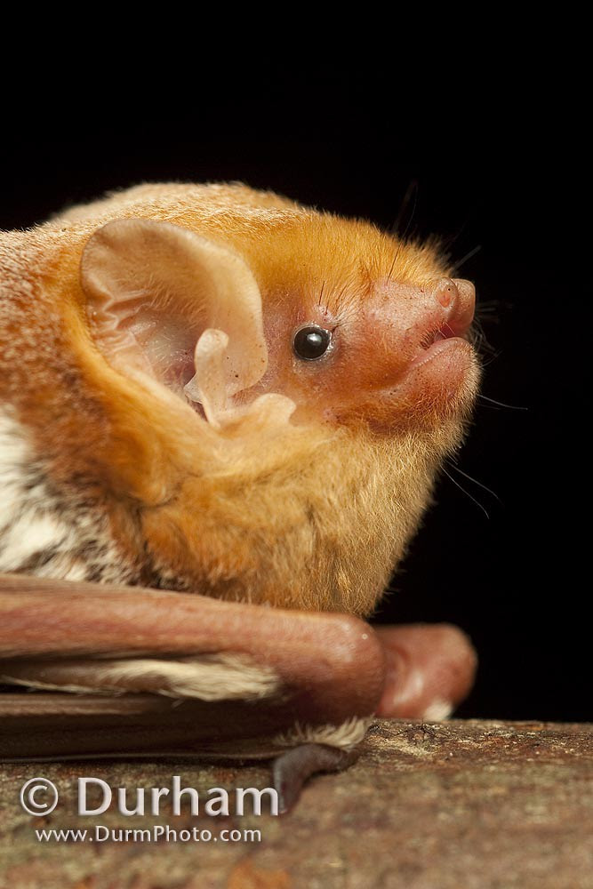 © Michael Durham / eastern red bat