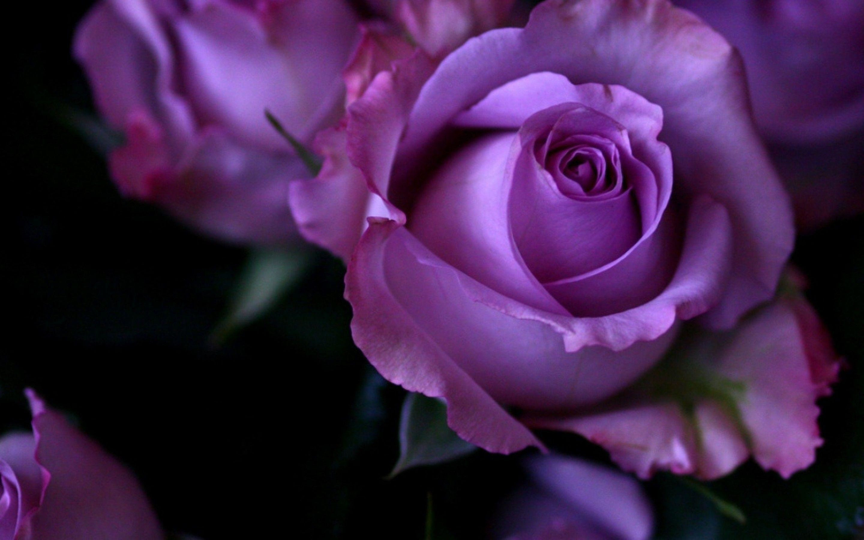 Wallpaper Purple Rose Images Hd - Images | Slike