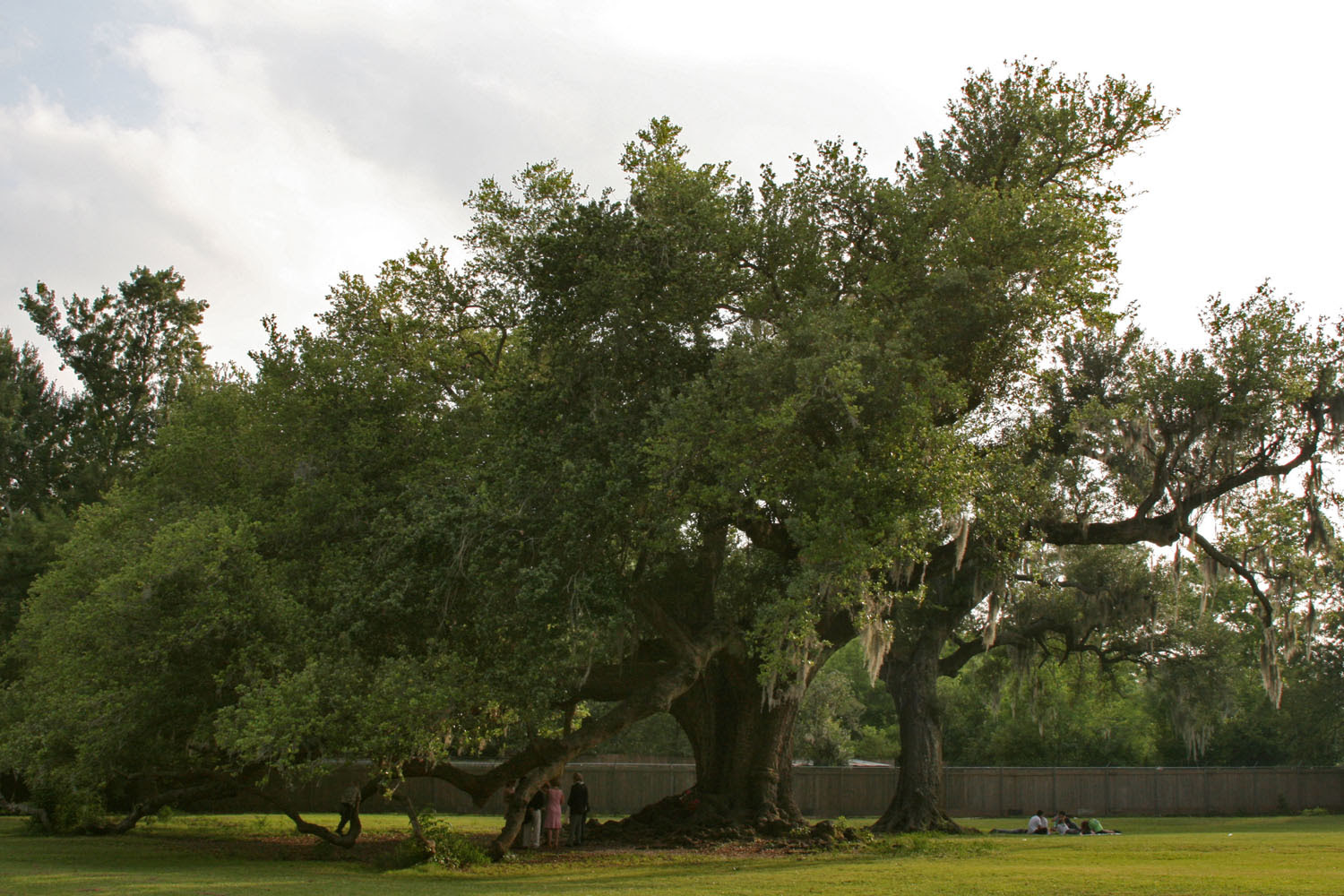 Tree of Life oak wedding celebration Etienne de Bor bears witness to one
